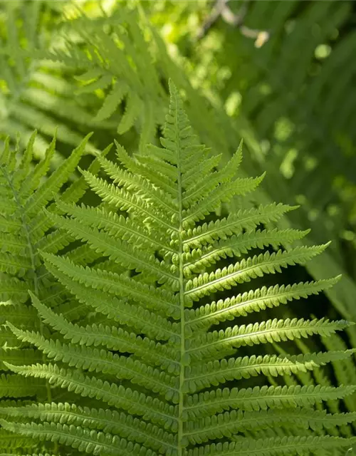 Dryopteris erythrosora