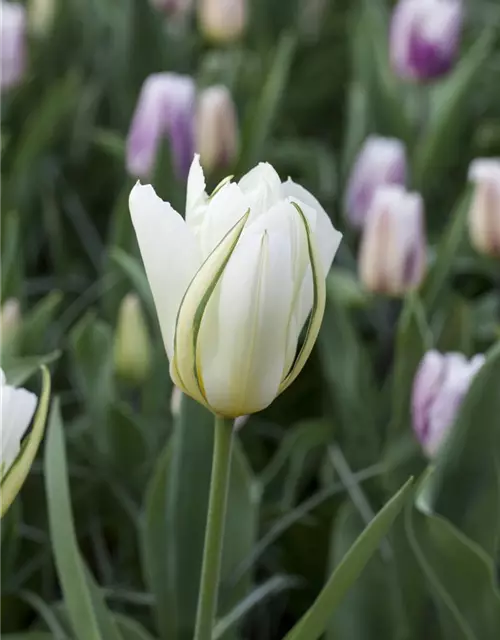 Tulpe 'Exotic Emperor'