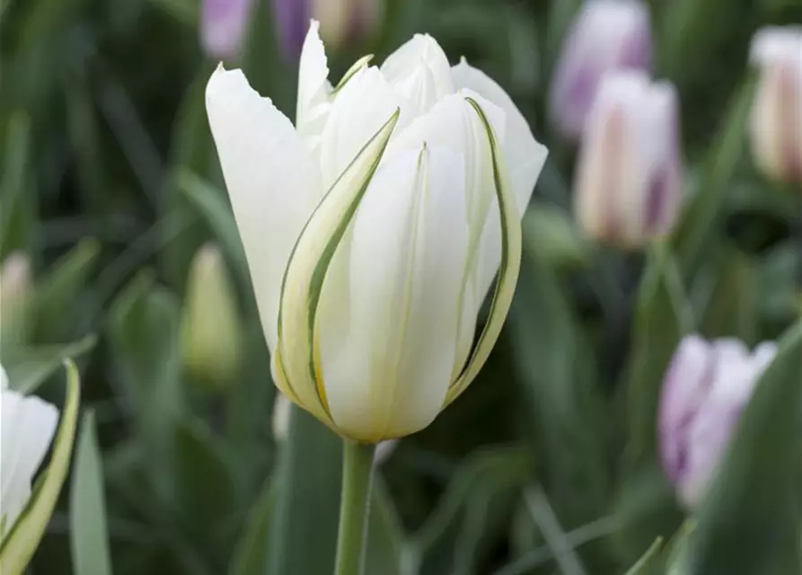 Tulpe 'Exotic Emperor'