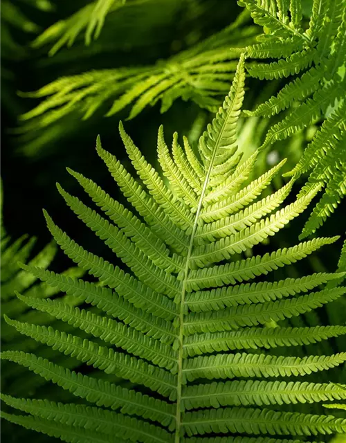 Dryopteris erythrosora