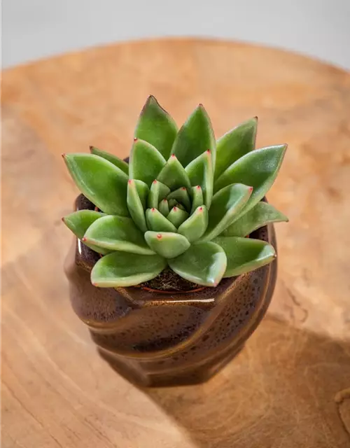 Echeveria