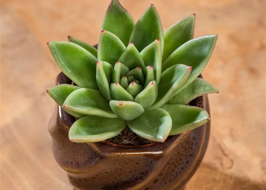 Echeveria