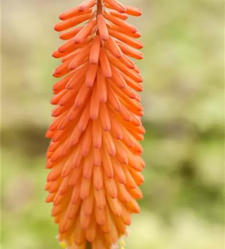 Kniphofia uvaria