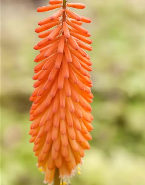 Kniphofia uvaria