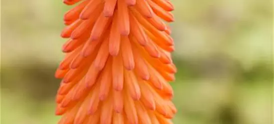 Kniphofia uvaria