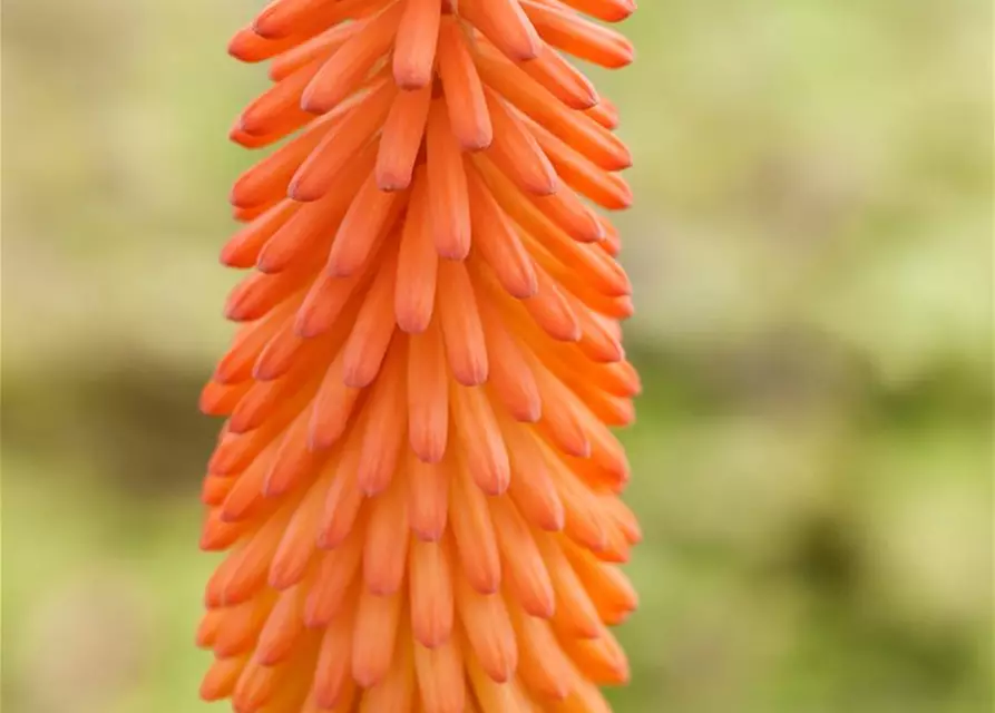 Kniphofia uvaria