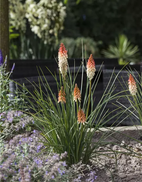 Kniphofia uvaria