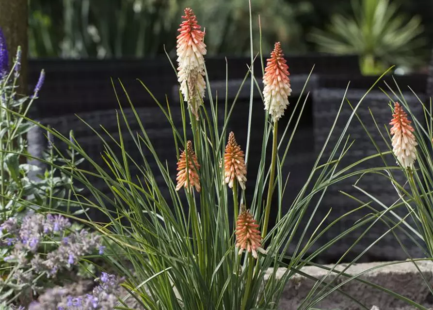 Kniphofia uvaria