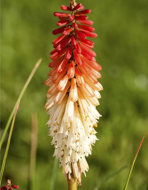 Kniphofia uvaria