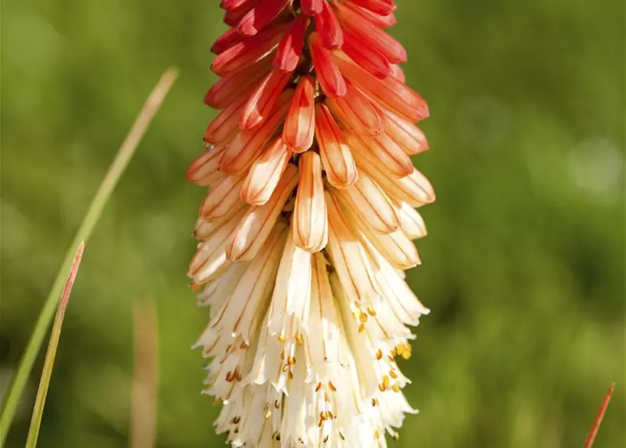 Kniphofia uvaria