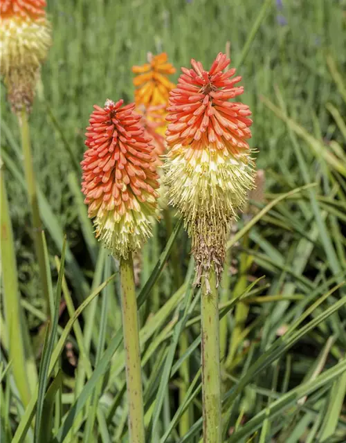 Kniphofia uvaria