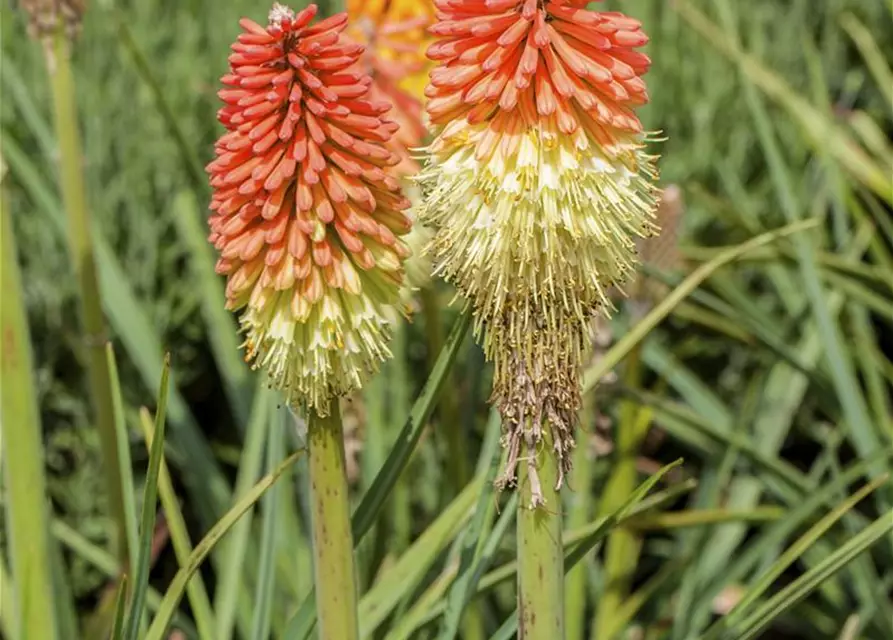 Kniphofia uvaria