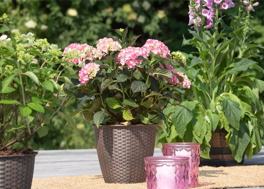 Hydrangea 'Black Diamonds'®