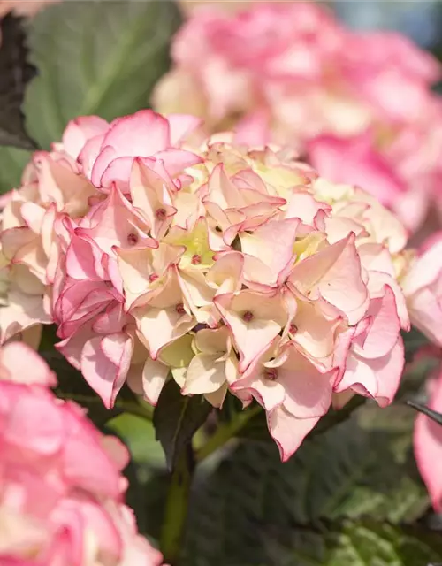 Hydrangea 'Black Diamonds'®