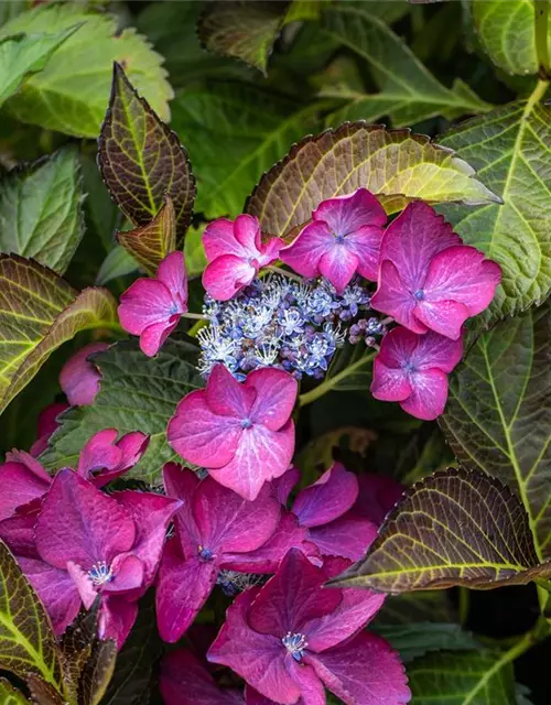 Hydrangea 'Black Diamonds'®