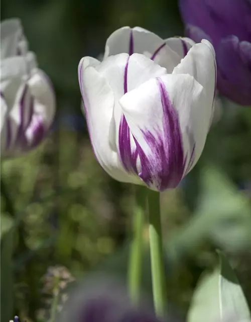 Tulpe 'Flaming Flag'