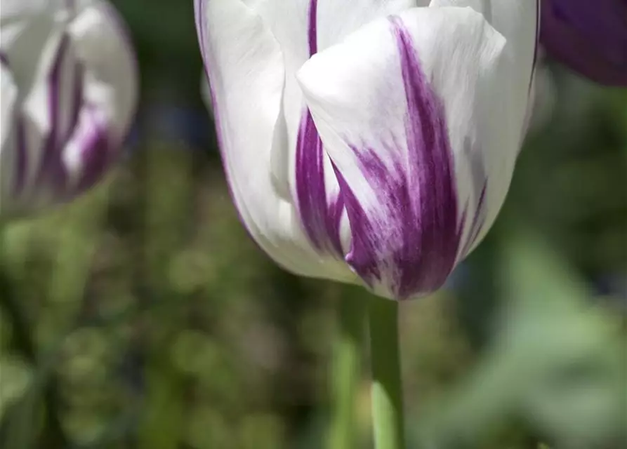 Tulpe 'Flaming Flag'