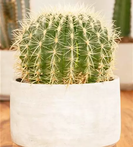 Echinocactus grusonii