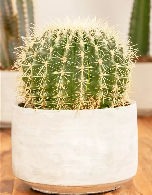 Echinocactus grusonii