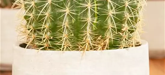 Echinocactus grusonii