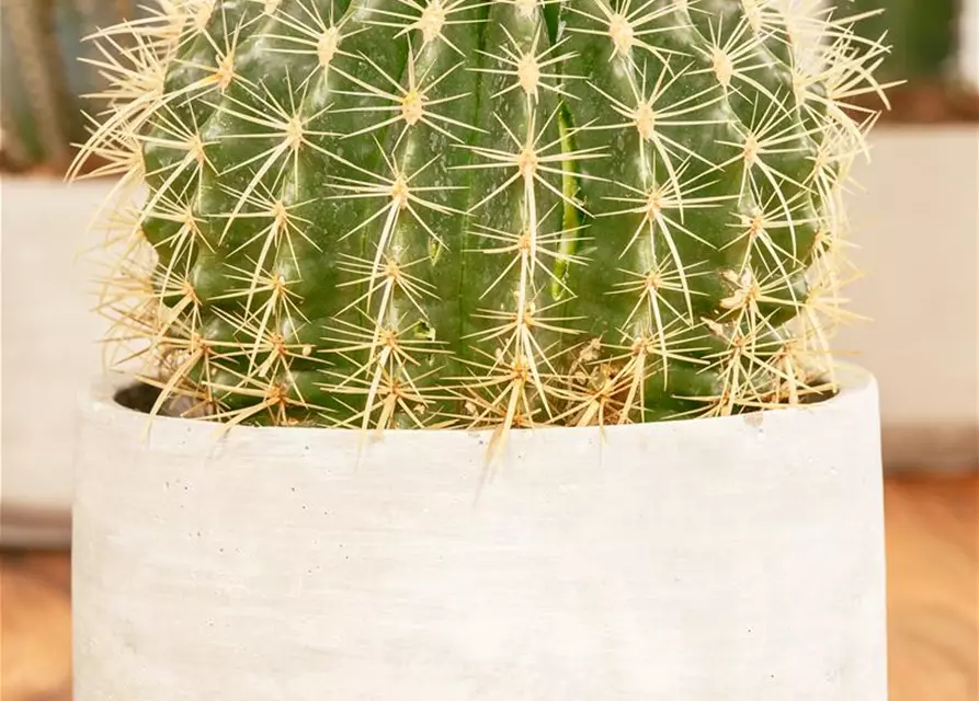 Echinocactus grusonii