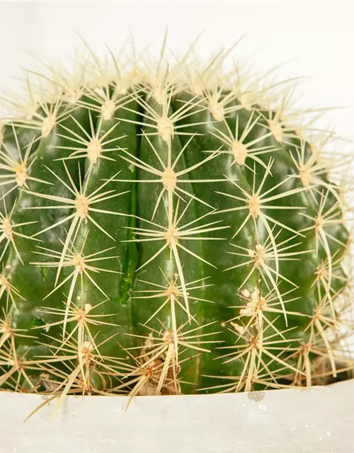 Echinocactus grusonii