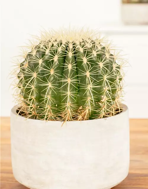 Echinocactus grusonii