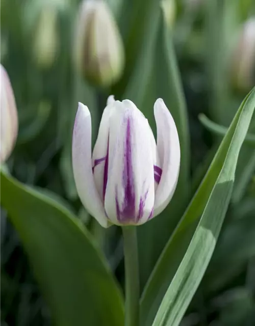 Tulpe 'Flaming Flag'