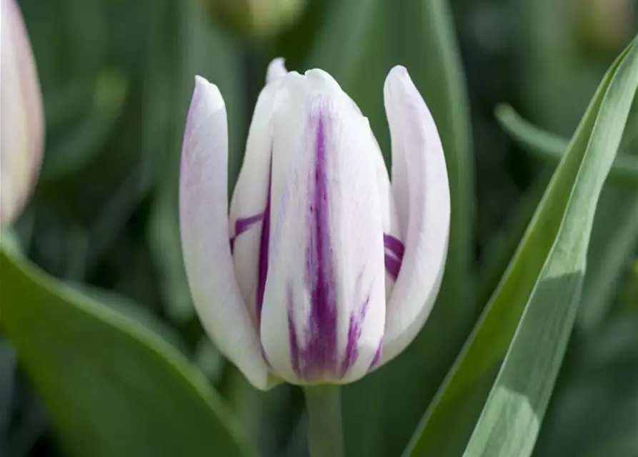 Tulpe 'Flaming Flag'