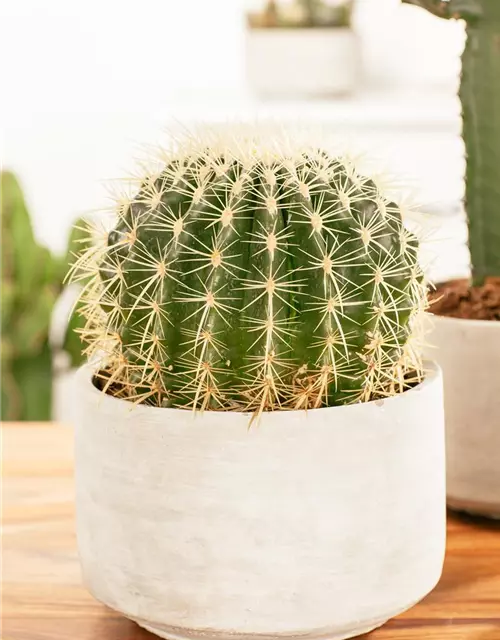 Echinocactus grusonii