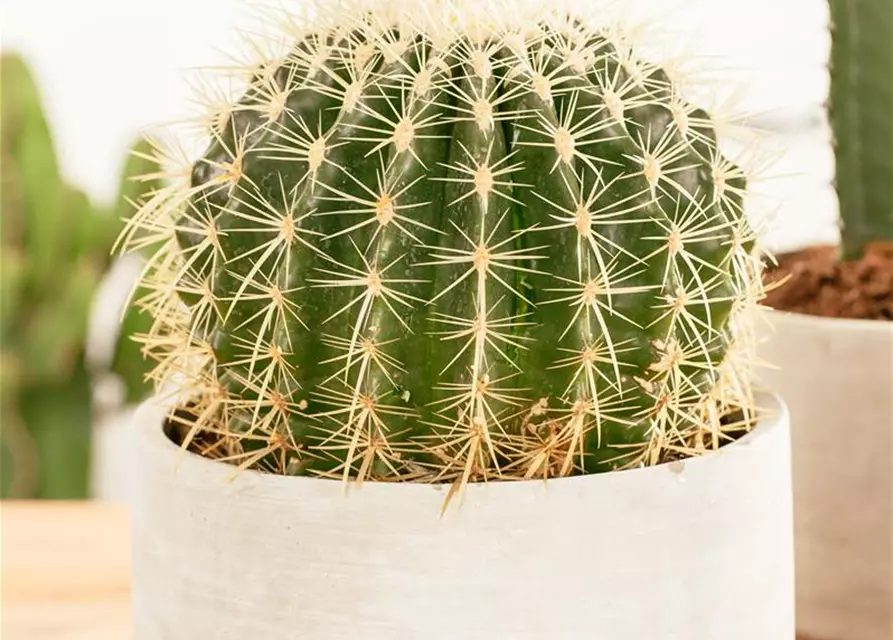 Echinocactus grusonii