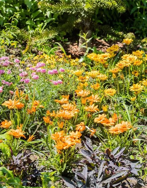 Gazania rigens