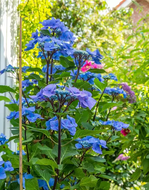 Hydrangea 'Black Steel'®