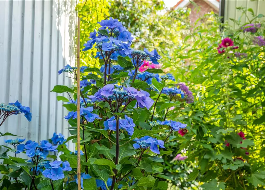 Hydrangea 'Black Steel'®