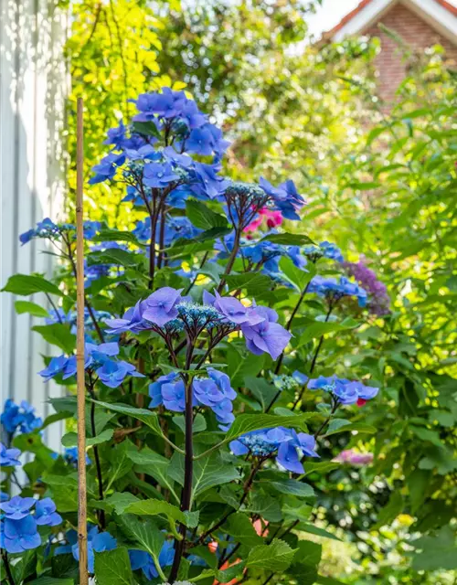 Hydrangea 'Black Steel'®