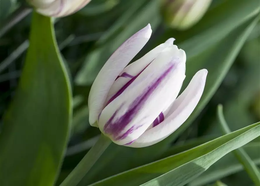 Tulpe 'Flaming Flag'