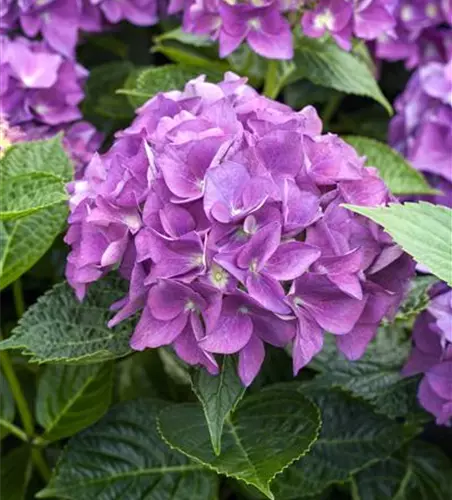 Hydrangea 'Hovaria'®