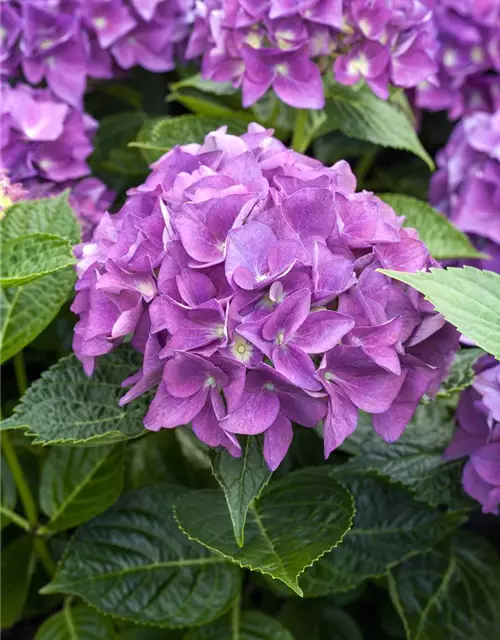 Hydrangea 'Hovaria'®