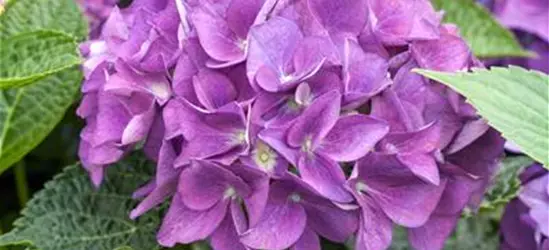 Hydrangea 'Hovaria'®