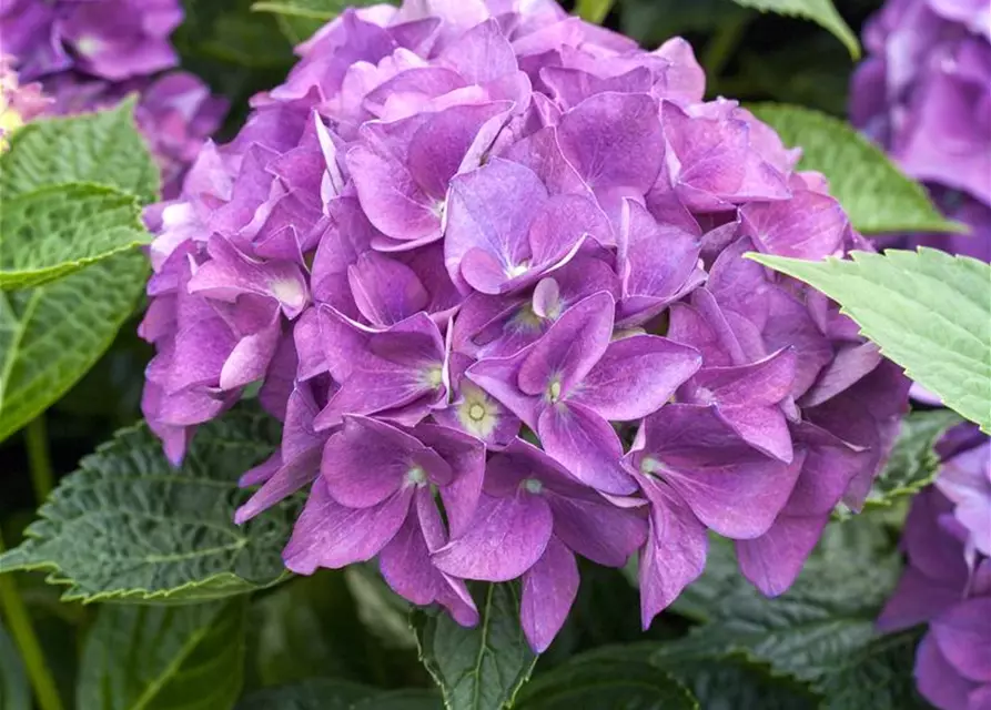 Hydrangea 'Hovaria'®