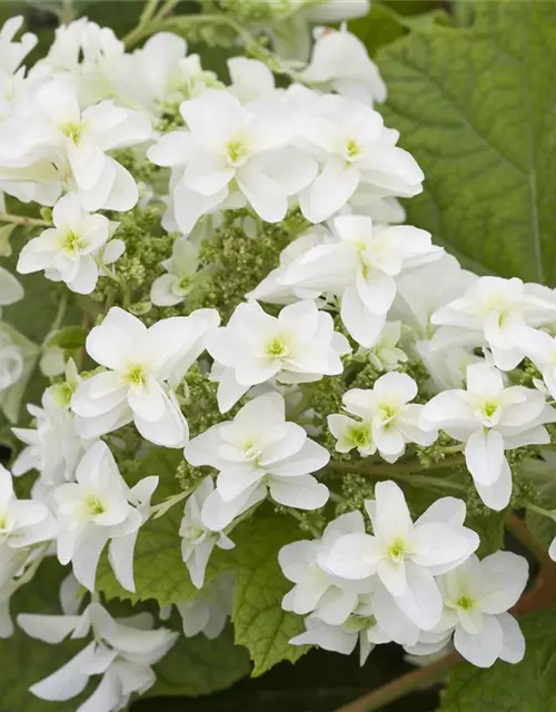 Hydrangea 'Hovaria'®