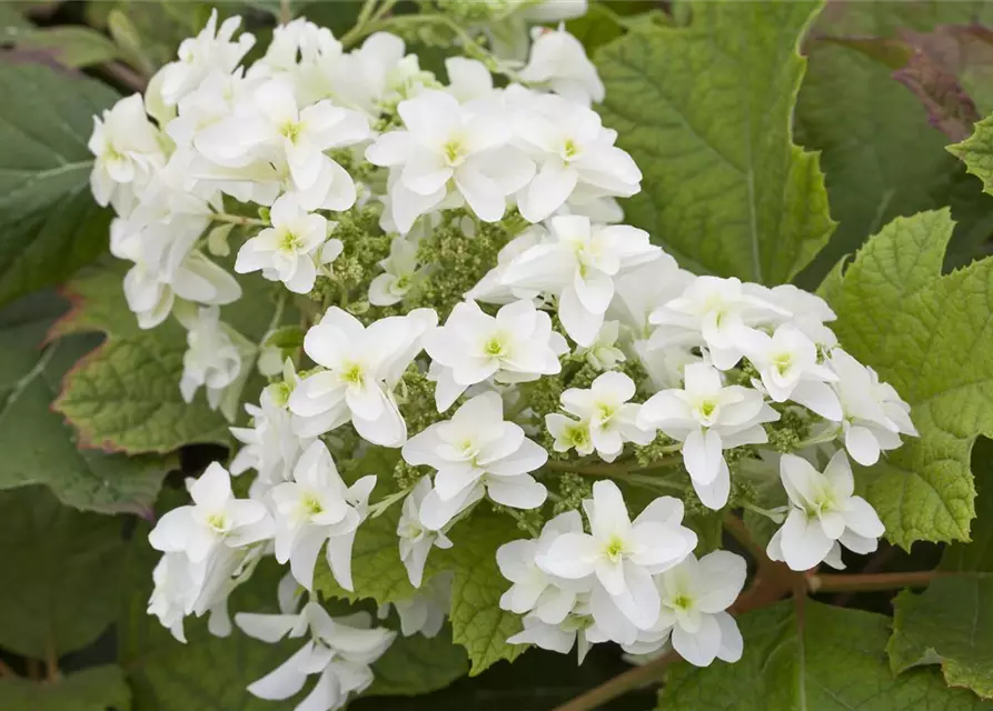 Hydrangea 'Hovaria'®