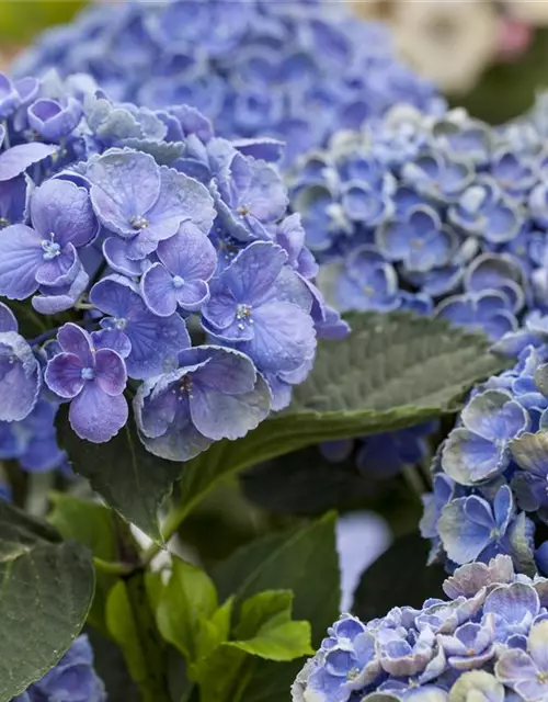 Hydrangea 'Hovaria'®