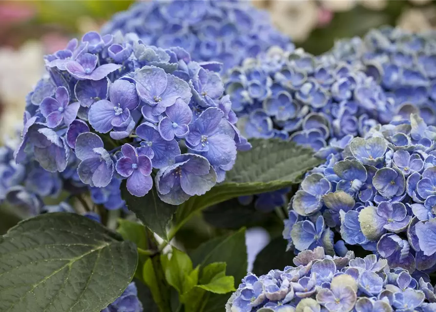 Hydrangea 'Hovaria'®