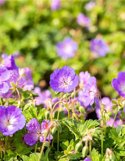 Geranium wallichianum 'Rozanne'®