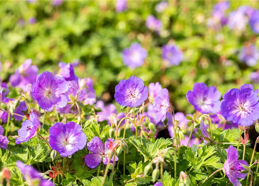 Geranium wallichianum 'Rozanne'®