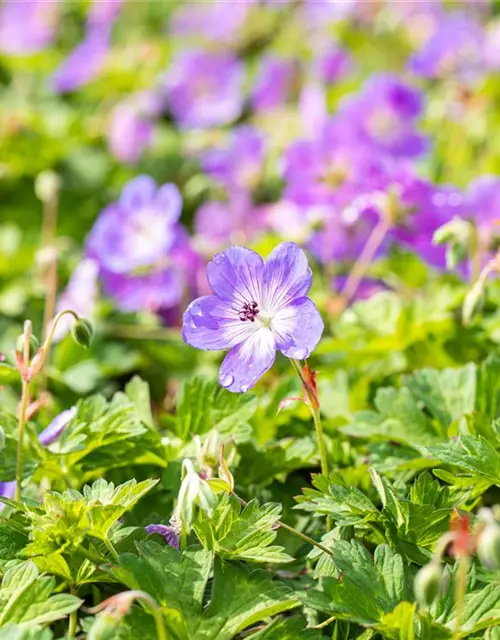 Geranium wallichianum 'Rozanne'®