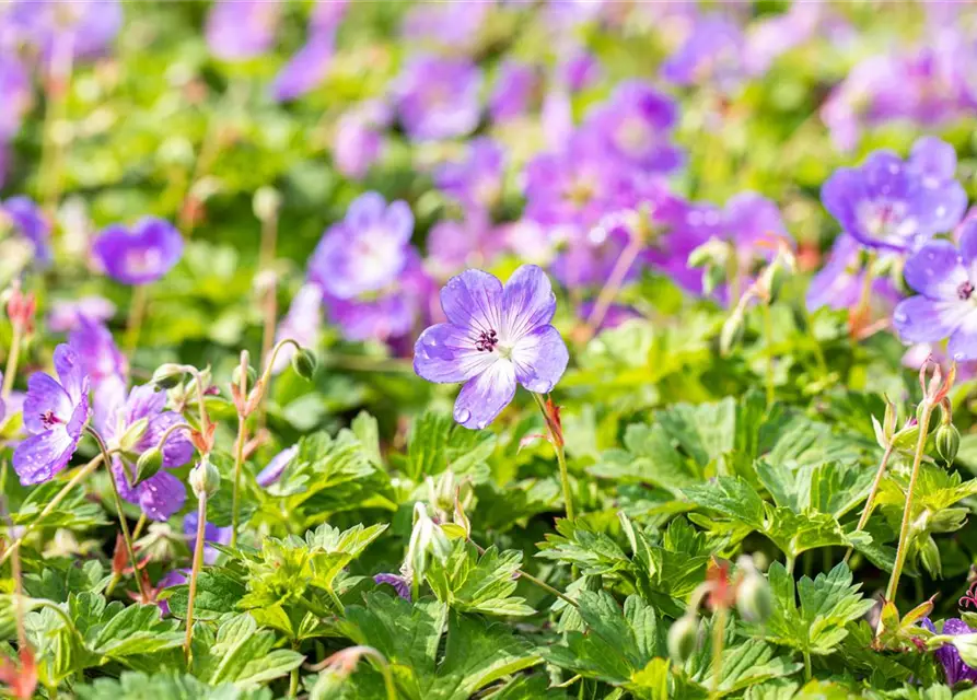 Geranium wallichianum 'Rozanne'®