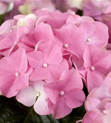 Hydrangea macrophylla, rosa