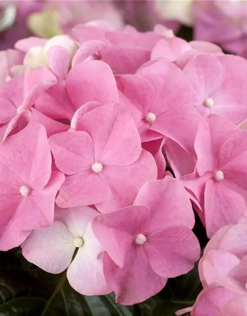 Hydrangea macrophylla, rosa